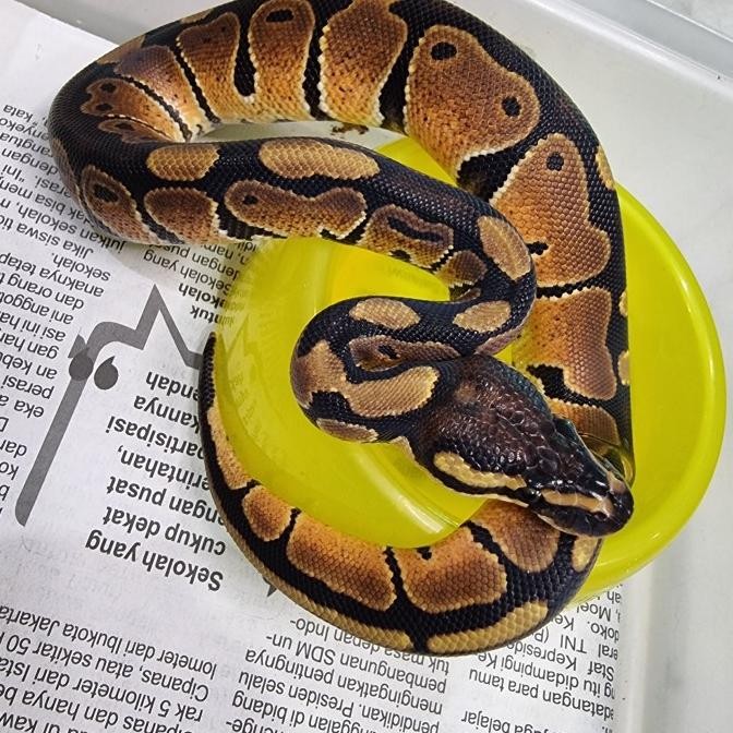ball python normal