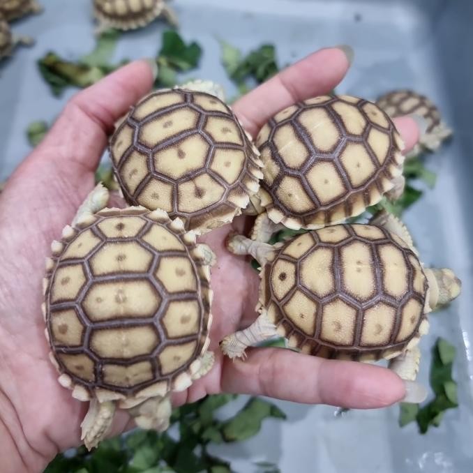 Sulcata size 5-6cm, Sulkata baby 5-6cm
