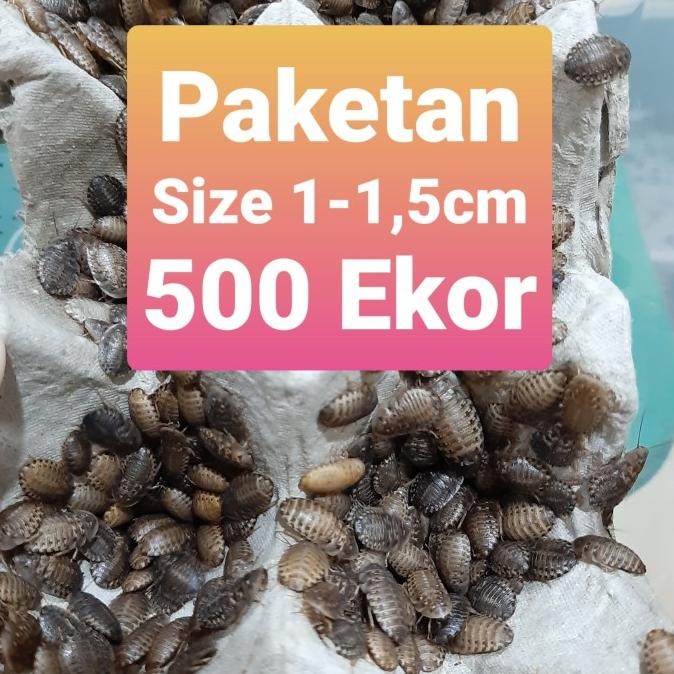 Kecoa Dubia 1-1,5cm 500 Ekor Paket Hemat Pakan Reptil Burung Ikan