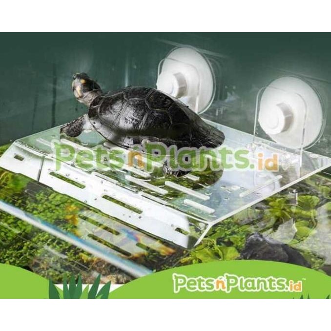 Tempat Jemur Kura Brazil Akuarium Kura Air Akrilik Crystal Clear Impor