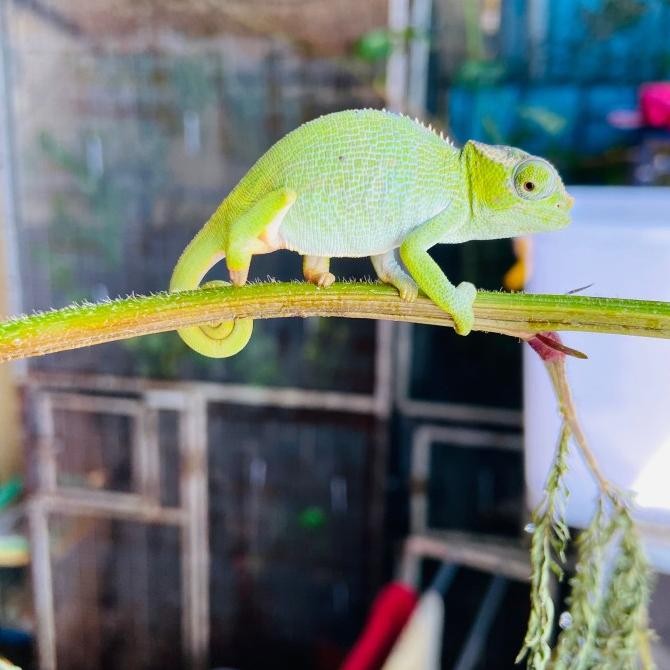 fischer chameleon baby