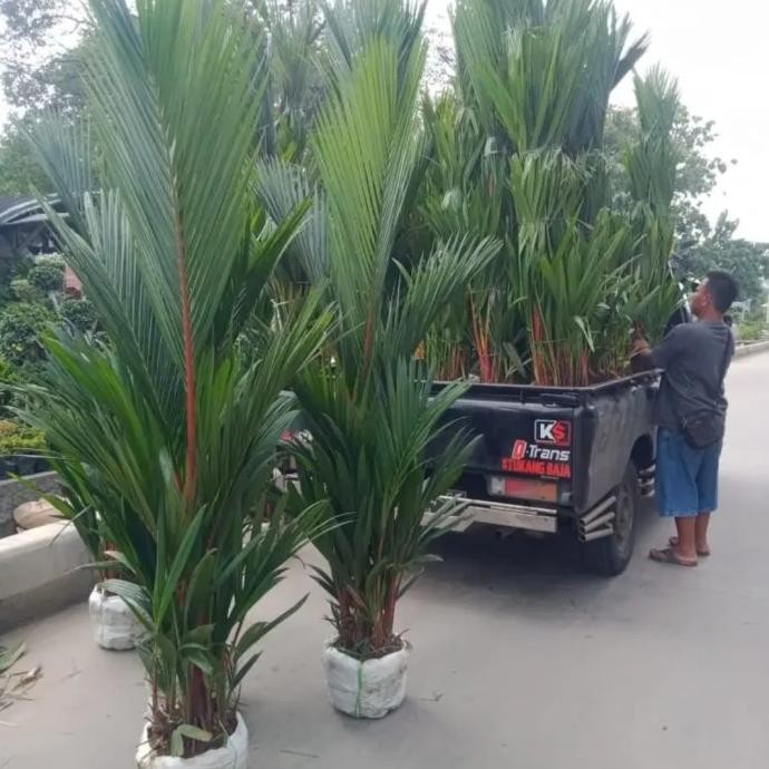 POHON PALEM MERAH 2 METER 1111T