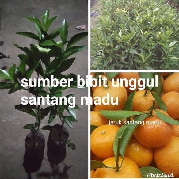 

paket 2 bibit jeruk santang madu