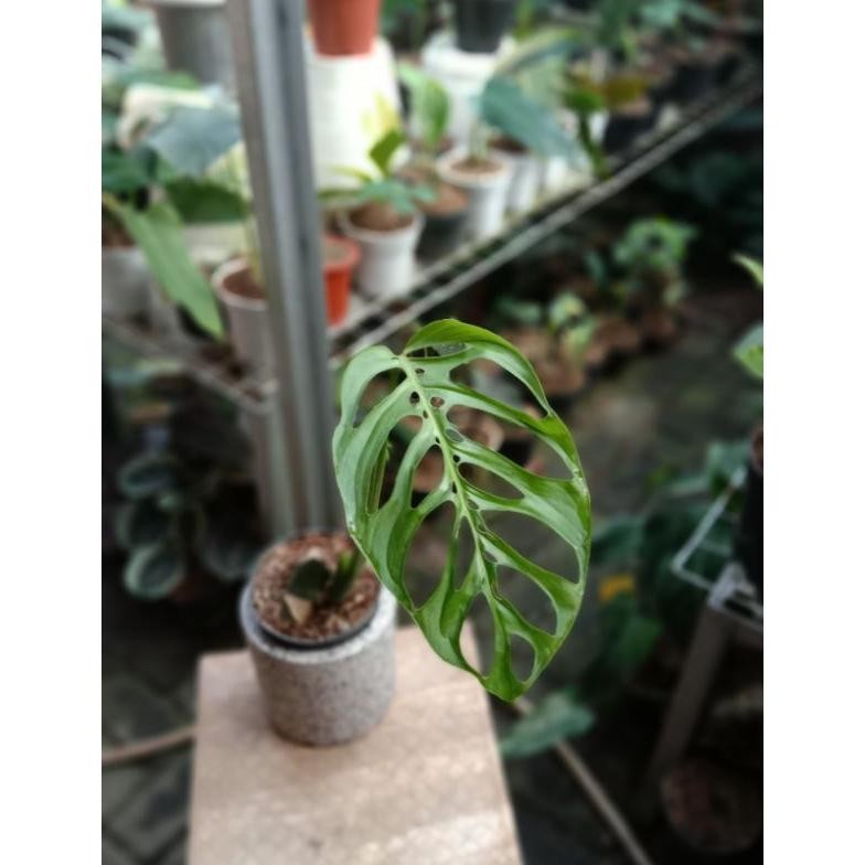 monstera esqueleto promo