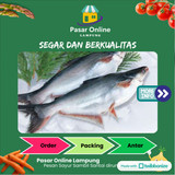 

Ikan Patin Segar -+ 500 Gr - PSC. Lampung