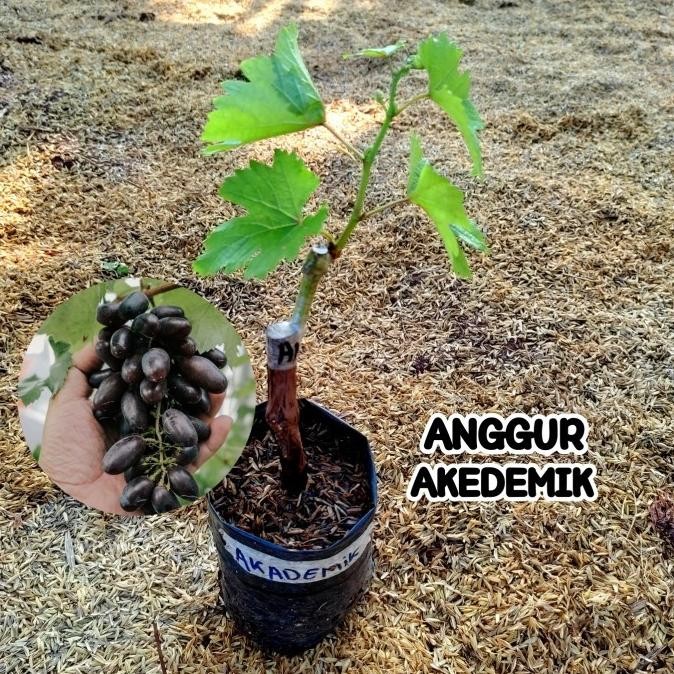 Bibit Anggur Akademik Grafting Tanaman Buah Anggur Import Akademik MANTEP