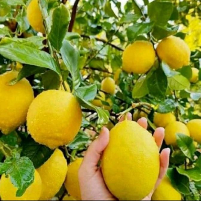 

BIBIT TANAMAN BUAH JERUK LEMON CALIFORNIA HASIL CANGKOK CEPAT MANTEP