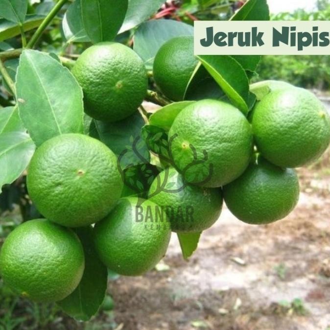 

Bibit Buah Jeruk Nipis Tanaman Hias Sudah Berbuah EE15 MANTEP