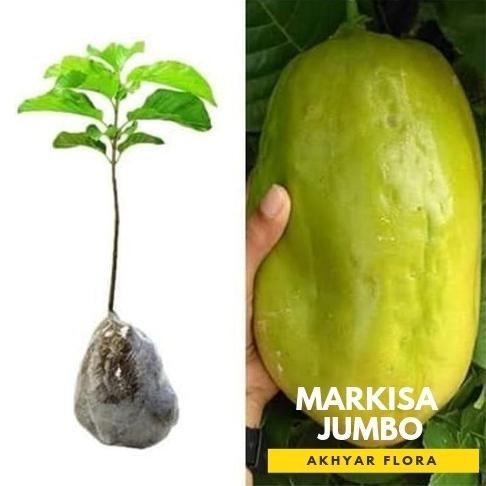 Bibit Markisa Jumbo Bibit Buah Markisa Tanaman Buah Markisah Jumbo MANTEP