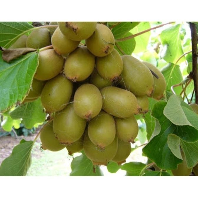 Discon Bibit Biji Buah Kiwi Biji Tanaman Pohon Buah Kiwi Bibit MANTEP