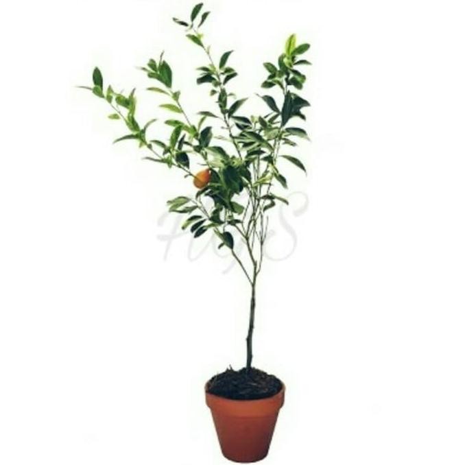 

bibit tanaman buah jeruk tongheng MANTEP