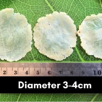 

(1Kg Tipis) Emping Blinjo Mentah Khas Banten