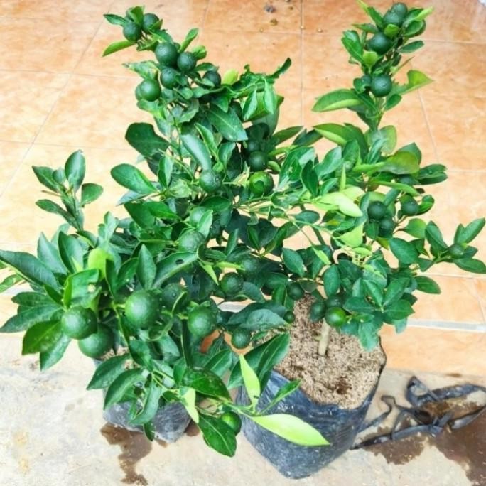 

Bibit Jeruk Santang Madu Berbuah Unggul (Citrus sp)