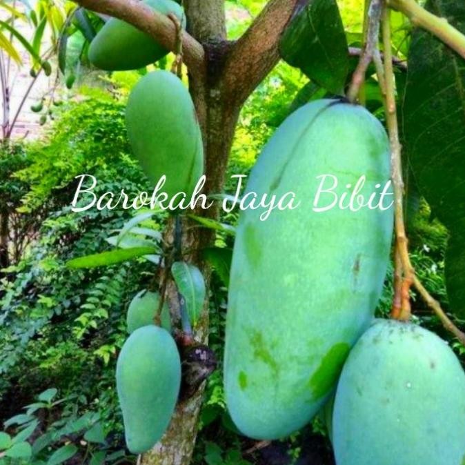 Bibit Mangga Golek Madu Wangi Super Jumbo