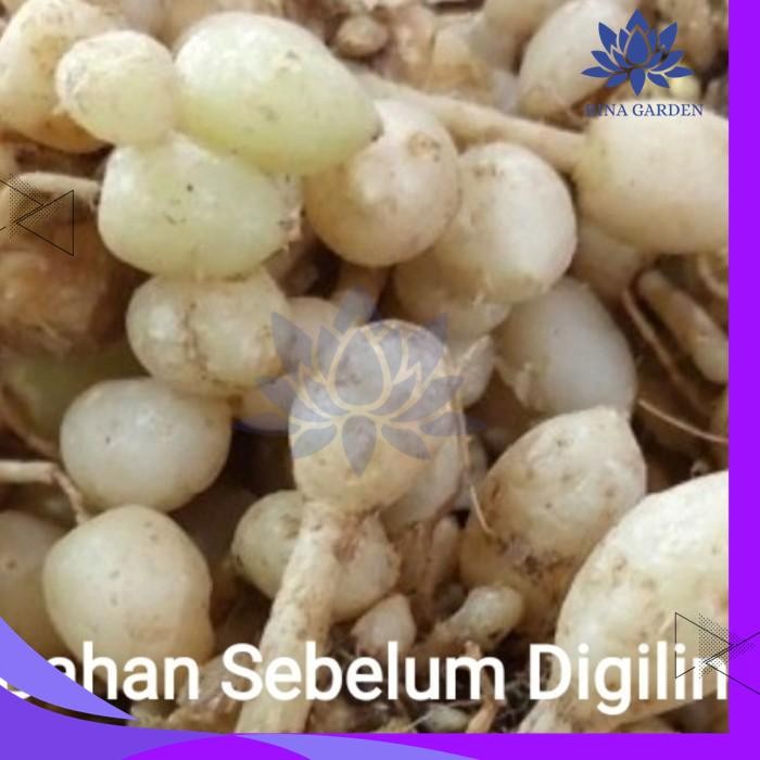 

KUNYIT PUTIH BUBUK 100GR - ORIGINAL 100% TANPA CAMPURAN BEST SELLER