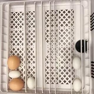 36 Egg Incubator Penetas Telur Hhd 36 Full Automatis