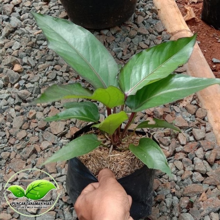 Tanaman Hias Anthurium Black Beauty - Anturium Black Beauty -Gratisongkir