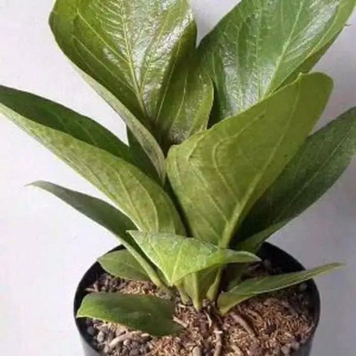 Tanaman Hias Anthorium Jemani Cobra Dewasa -Gratisongkir