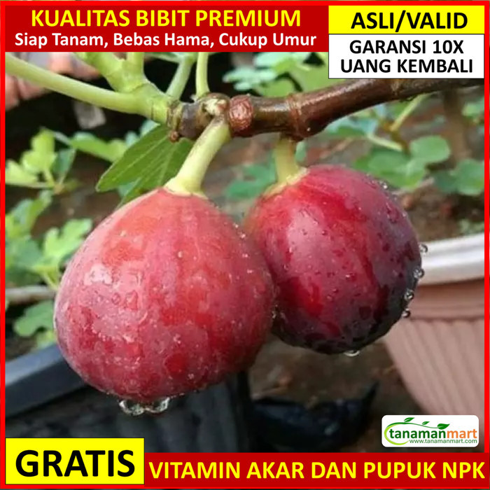 Bibit Tin Merah Asli Bergaransi, Pohon Buah Cangkok Valid -Gratisongkir