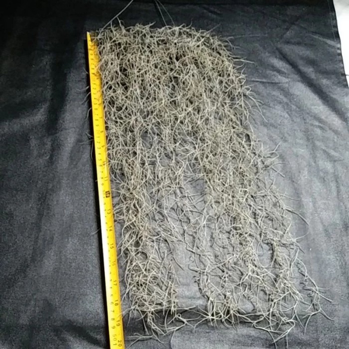 Tanaman Hias Jenggot Dewa, Jenggot Musa -Gratisongkir