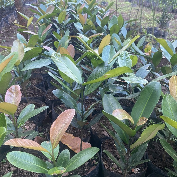 Bibit Fukogi - Tanaman Garcinia Subelliptica - Pohon Kebahagiaan -Tanaman Garnesia -Gratisongkir