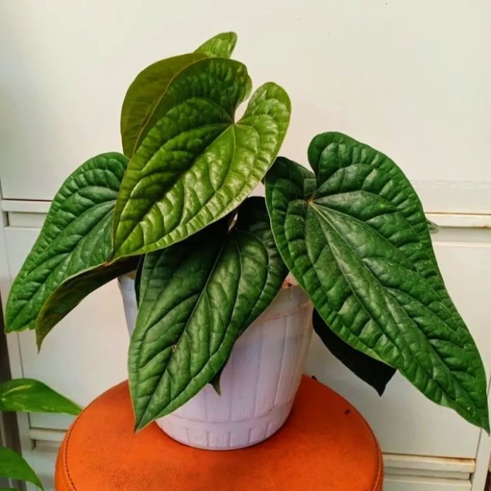 Tanaman Hias Anturium Sirih - Anturium Sirih -Gratisongkir