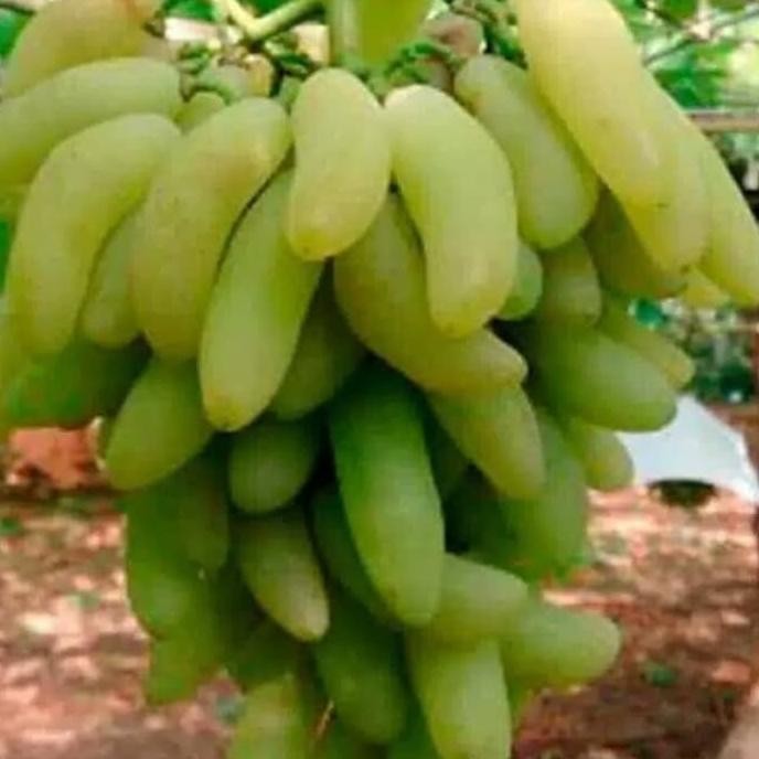 

BIBIT ANGGUR IMPORT BANANA