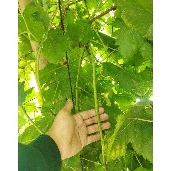 entres anggur import