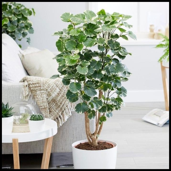 

BEST DEAL BERLANGKAS ANDONG KEDONDONG LAUT MING ARALIA POLYSCIAS BLKS-3040 !