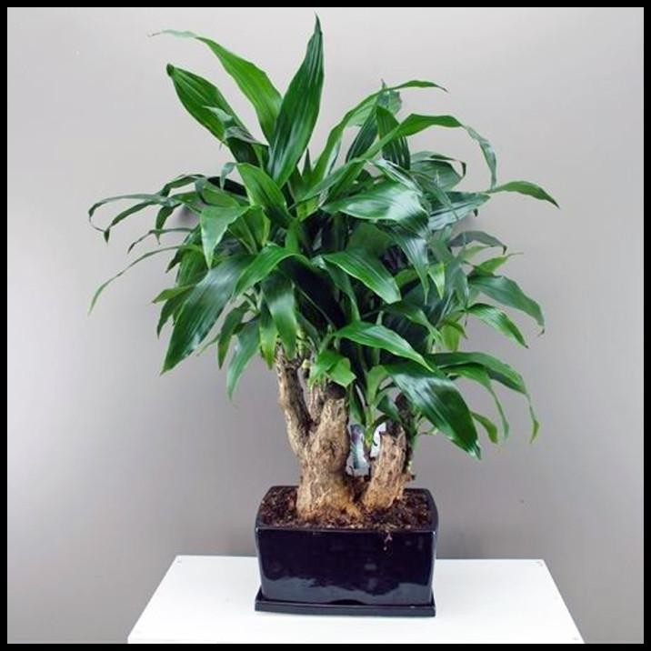 

GRATIS ONGKIR HANJUANG ANDONG HIJAU ULIR BOR DRACAENA FRAGRANS MASSANGEANA CORN 3040 !!!!