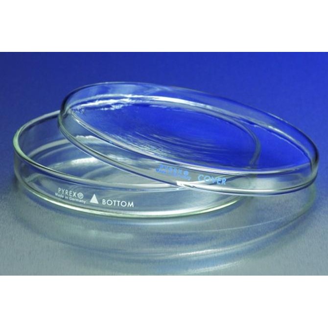 PYREX 3160-100 Petri Dish 100x10 | Cawan Petri