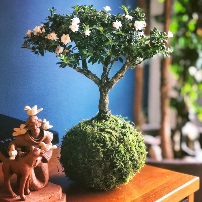 TERMURAH - Mossball - Azalea Bonsai