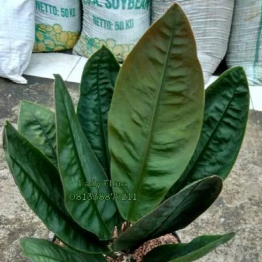 Tanaman hias anthurium neo superboom _ tananan anthurium