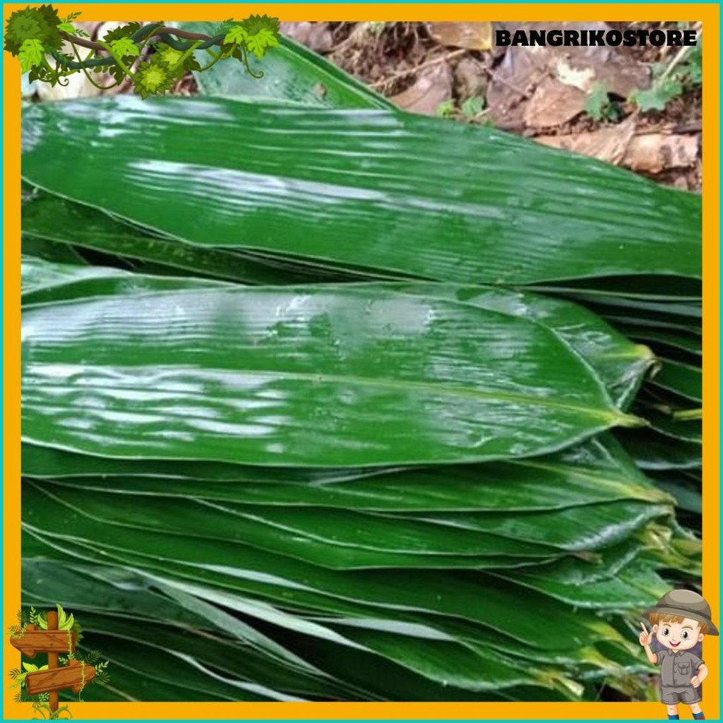 

Daun Bambu Jumbo Bakcang / Daun Bacang Murah Per 100 Lembar / Daun Bambu / Bungkus Bakcang / Lapis Bandeng Presto / Daun Herbal (Murmer)