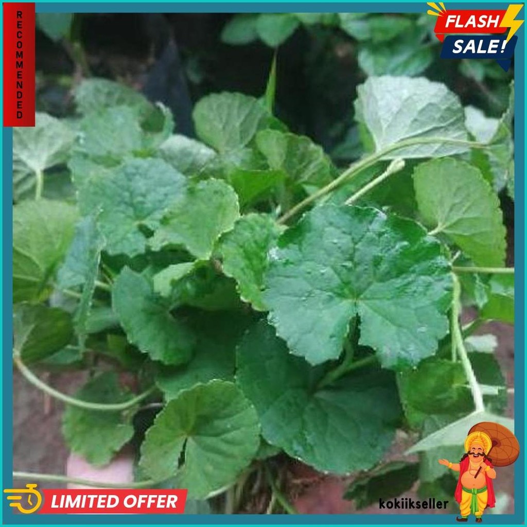 

Daun Pegagan / Daun Antanan / Daun Senduduk 1 Ikat (Lagi Rame)