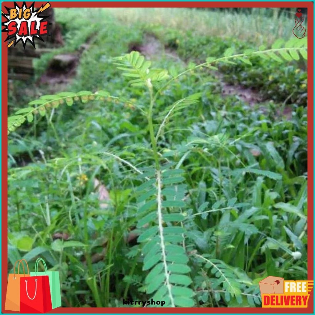 

Daun Meniran Segar 100 Gram (6.6)