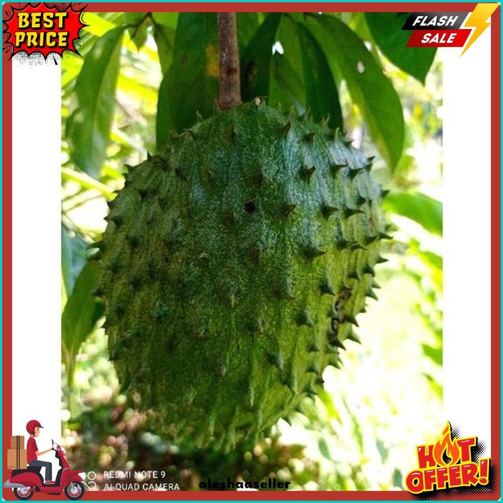 

Daun Sirsak Press /100Lebar (Order Sebelum Ketinggalan)