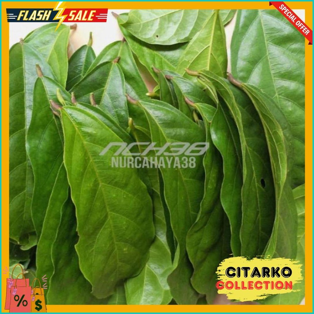 

Daun Hantap Segar | Daun Hantap Segar 50 Lembar Best Kualitas (Lagi Rame)