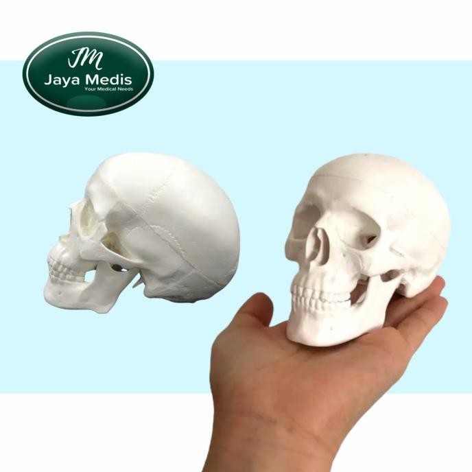 

Alat Peraga Model Anatomi Tengkorak Kepala Manusia Mini