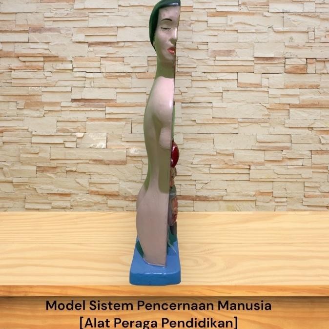 

Alat peraga Model sistem pencernaan manusia (Bongkar Pasang)