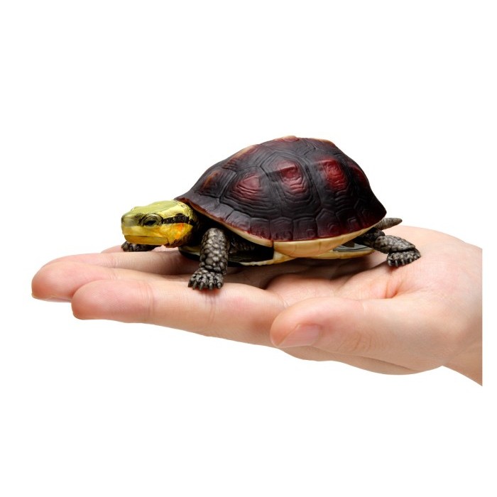 Kura ikimono kame 04 figure Bandai box turtle ambon batok galbinifrons