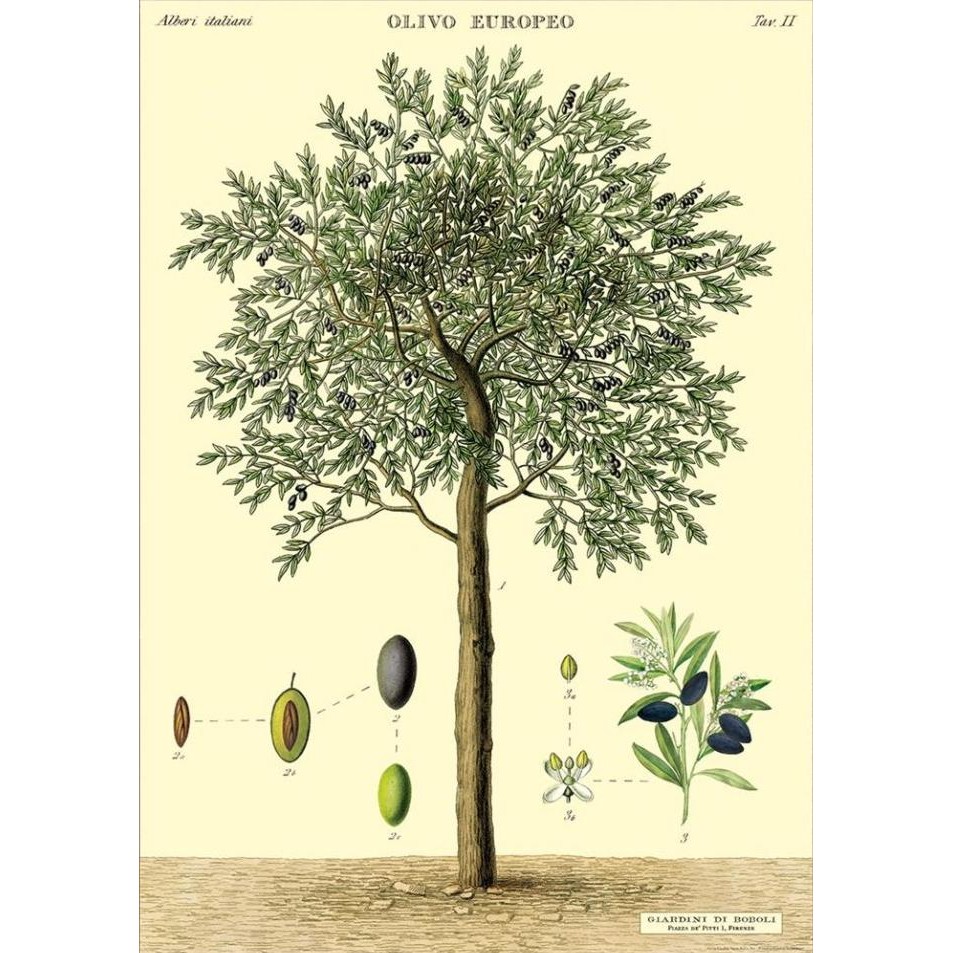 

Cavallini Olive Tree Poster Wrap