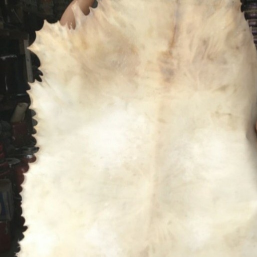 KULIT KAMBING UNTUK GENDANG BEDUG BAS HADROH