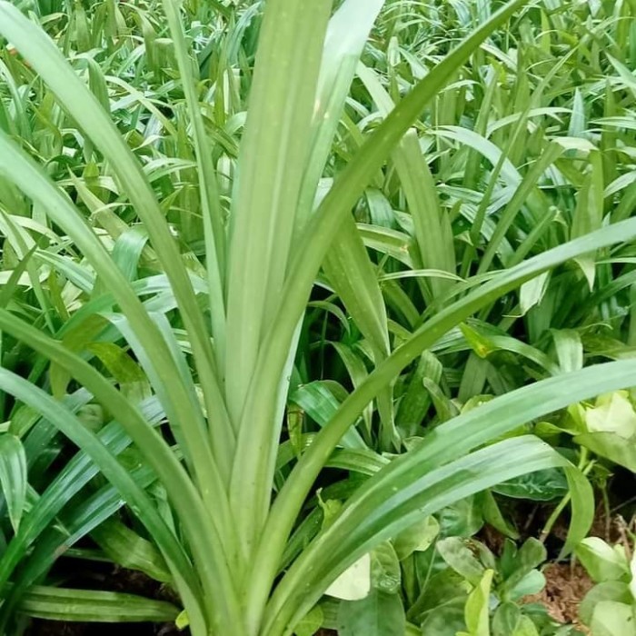 

Paket 10 Polybag Pandan Wangi Bumbu Masak