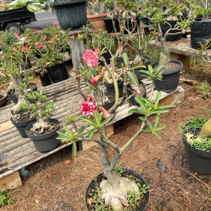 Tanaman hias adenium // kamboja jepang // bonggol besar