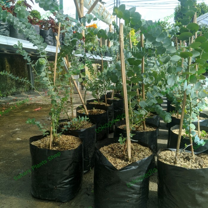 Tanaman Hias Daun Silver Dollar Eucalyptus Pulverulenta