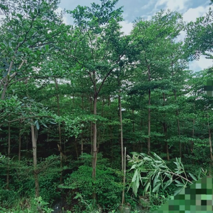 pohon ketapang kencana tinggi 3 meter ribun