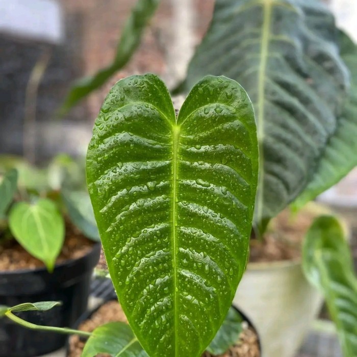 anthurium vietchii