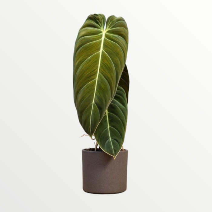 tanaman hias philodendron melanochrysum ( BESAR )