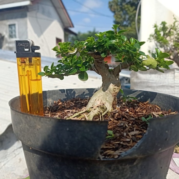 bonsai sancang jadi